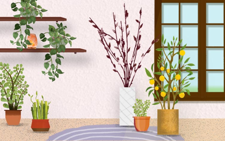 Lucky plants with window